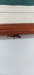 Sphaerodactylus elegans