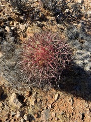Ferocactus gracilis gracilis