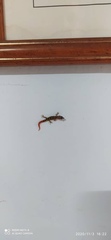 Sphaerodactylus elegans