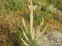 Reseda suffruticosa