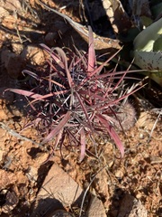 Ferocactus gracilis gracilis