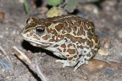 Strauchbufo raddei