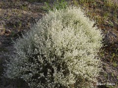 Lepidium subulatum