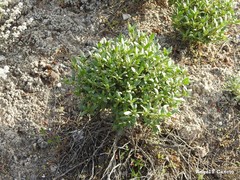 Helianthemum squamatum