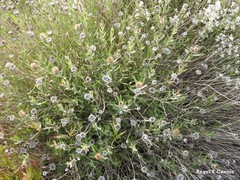 Centaurea hyssopifolia