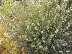 Centaurea hyssopifolia