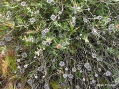 Centaurea hyssopifolia