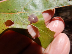 Polystepha quercifolia