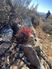 Ferocactus gracilis gracilis