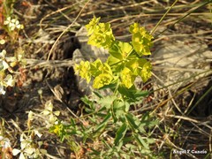 Euphorbia serrata