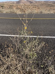 Bahiopsis triangularis