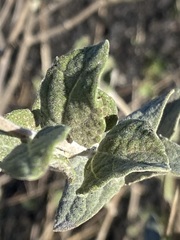 Bahiopsis triangularis