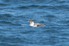 Synthliboramphus antiquus