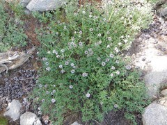 Monardella odoratissima