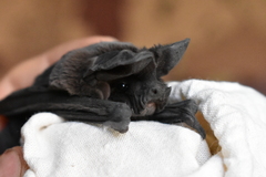 Nyctinomops macrotis