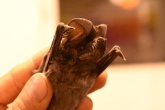 Nyctinomops macrotis