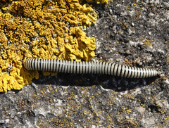 Ommatoiulus lusitanus