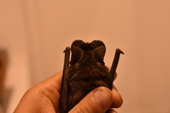 Nyctinomops macrotis