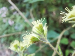 Koanophyllon longifolium
