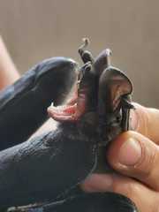 Nyctinomops macrotis