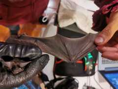 Nyctinomops macrotis