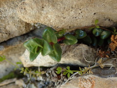Epilobium gracilipes