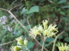 Koanophyllon longifolium