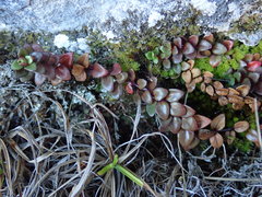 Epilobium gracilipes