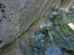 Epilobium gracilipes
