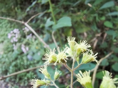 Koanophyllon longifolium