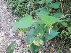 Koanophyllon longifolium