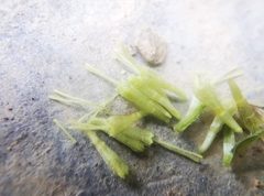 Koanophyllon longifolium