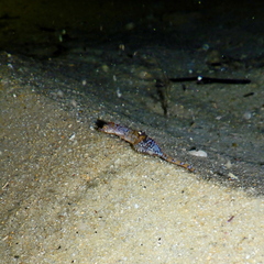 Idiotropiscis australe