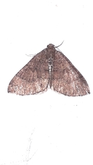 Larentia malvata