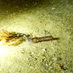 Idiotropiscis australe