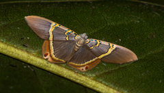 Phrygionis paradoxata