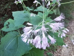 Peteravenia malvifolia