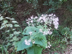 Peteravenia malvifolia