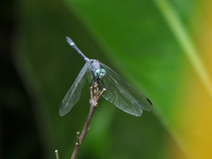 Micrathyria schumanni