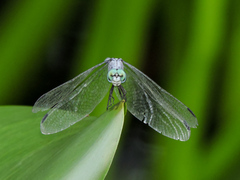 Micrathyria schumanni