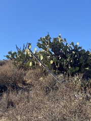 Opuntia clarkiorum