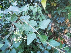 Eupatorieae