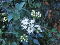 Eupatorieae