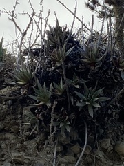 Dudleya cultrata