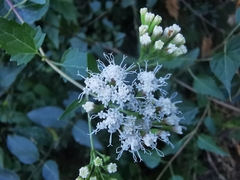 Eupatorieae