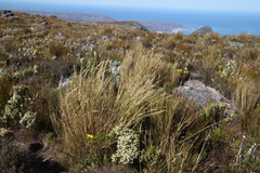 Pentameris macrocalycina