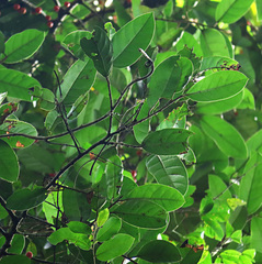 Ficus allutacea