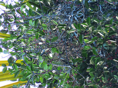 Ficus allutacea