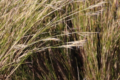 Pentameris macrocalycina