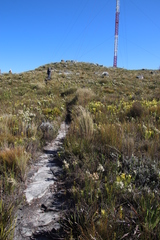 Pentameris macrocalycina